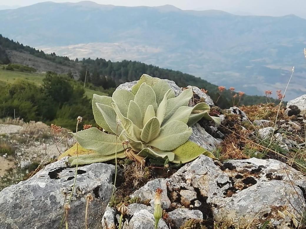 Hotel Bujtina E Tomorrit Ujanik Exteriér fotografie